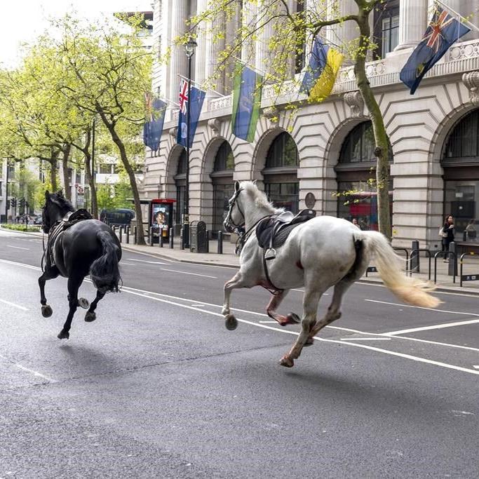 2 military horses that broke free and ran loose across London are in serious condition